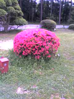 満開のさつき