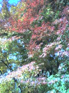 美術館の紅葉